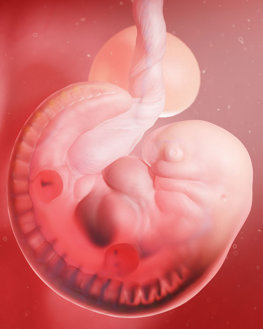 Transferencia embrionaria: cómo es el procedimiento paso a paso